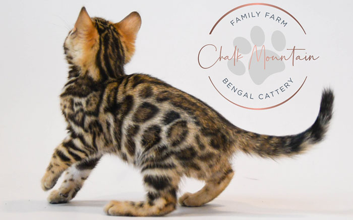 Bengal kitten for sale